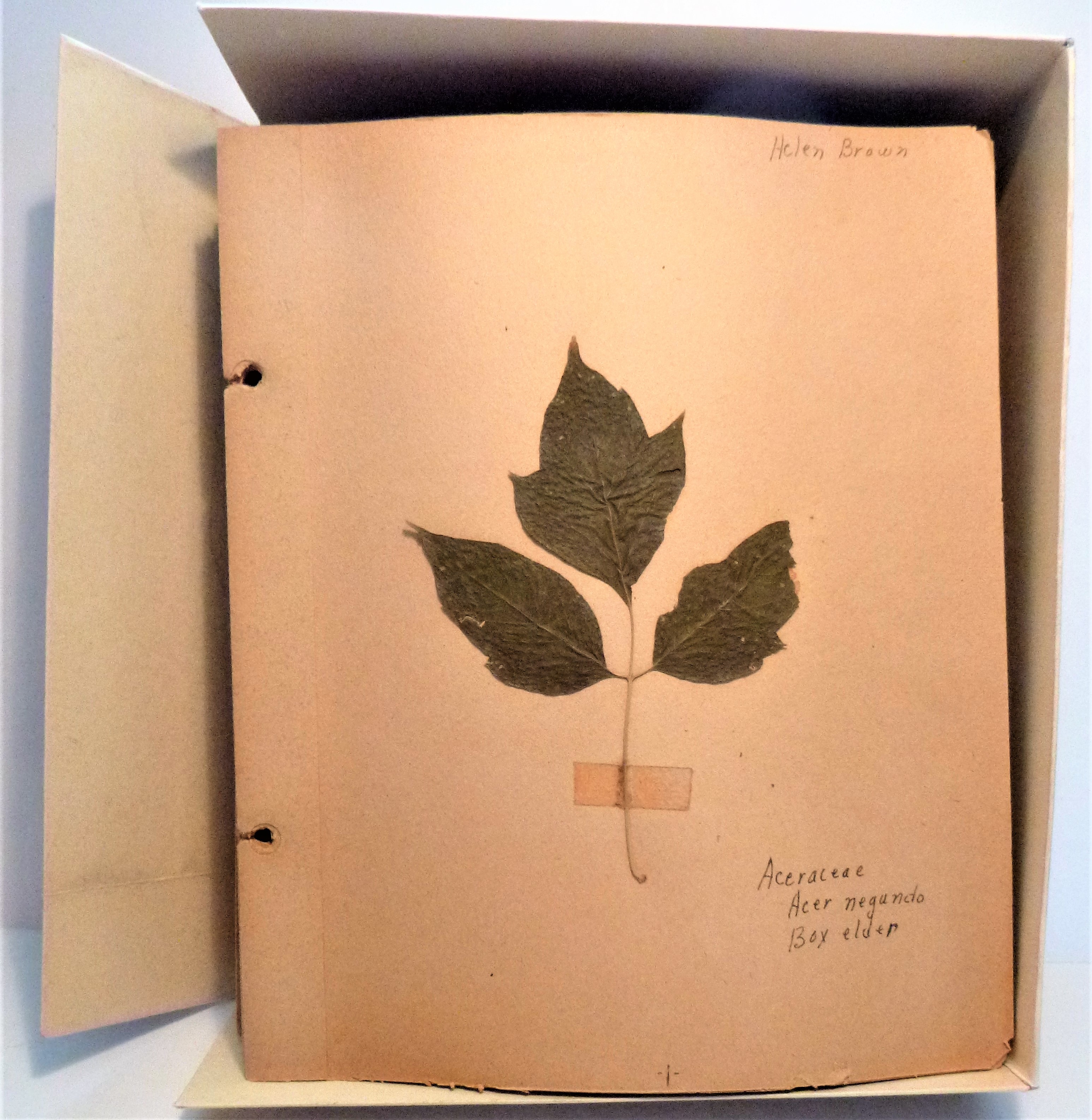Image for 1949 - Tree Herbarium - 64 Mounted Specimens